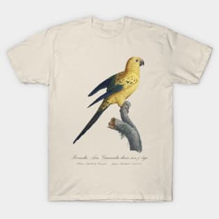 Sun Conure or Sun parakeet - 19th century Jacques Barraband Illustration T-Shirt